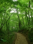 beechtrees.jpg
