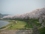 hinokinai.jpg