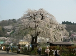 shidare08.jpg