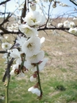 ume.jpg
