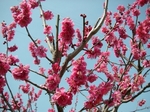 ume2.jpg